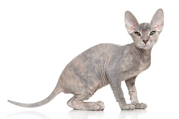 دونسكوي Cat Care