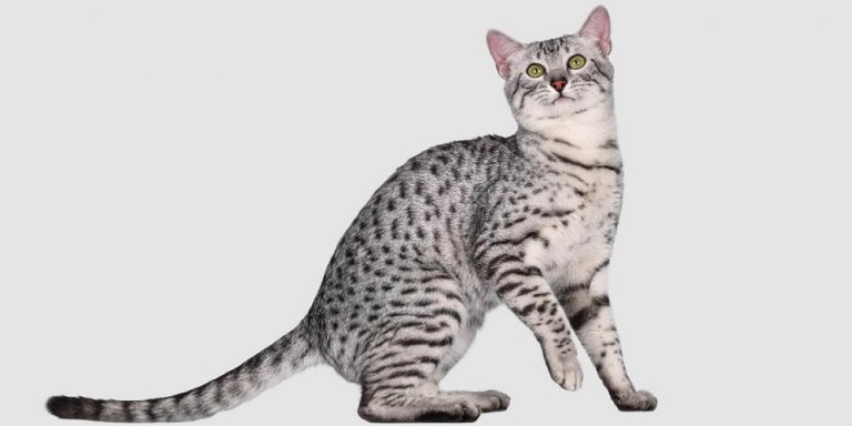 About the الماو المصري Cat