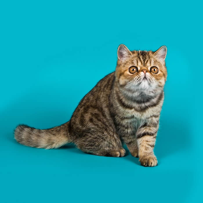 About the قطط قصيرة الشعر غريبة Cat