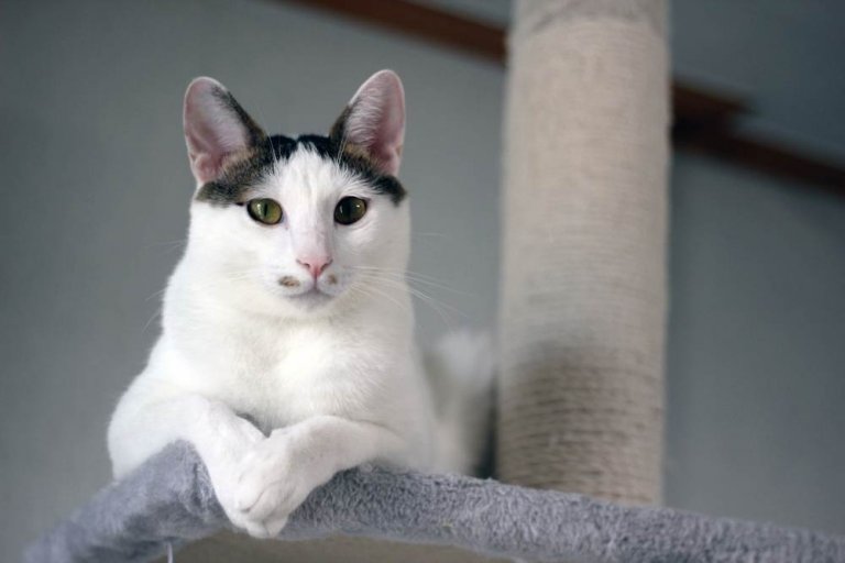 About the ذيل قصير ياباني Cat