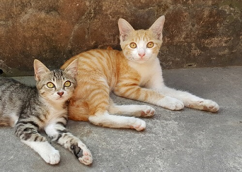 الجاوية Cat Care