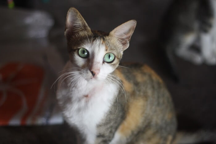 About the الجاوية Cat
