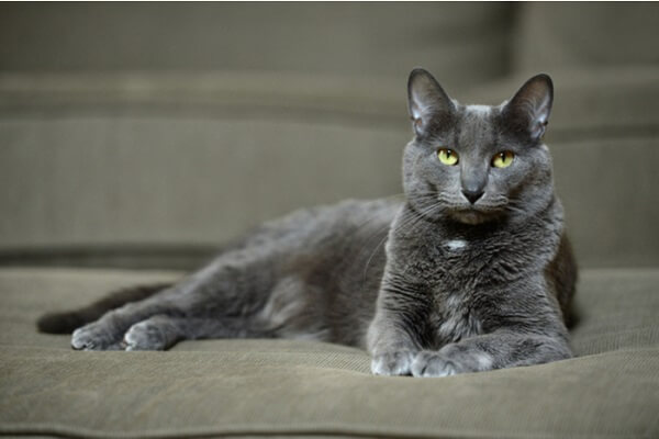 About the كورات Cat