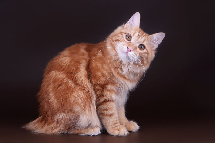 About the ذيل كوريليان قصير Cat