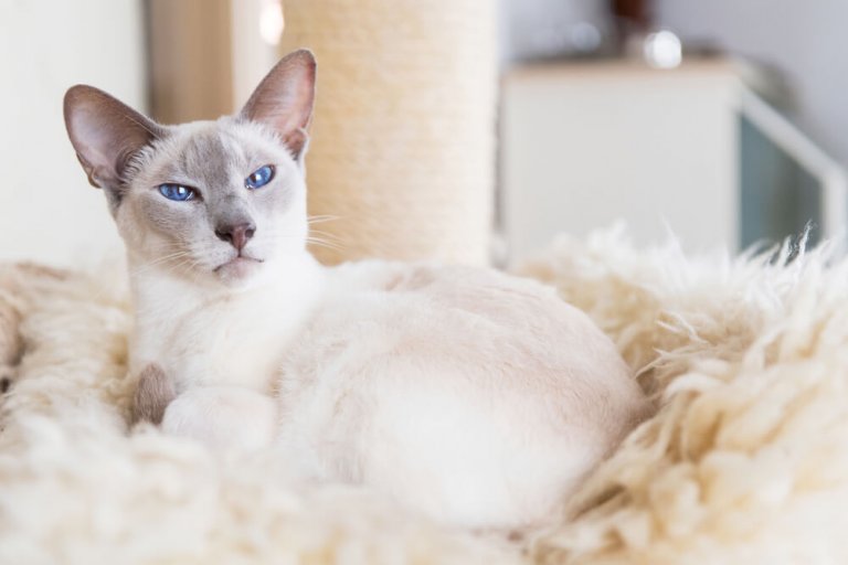 About the القط-السيامي Cat