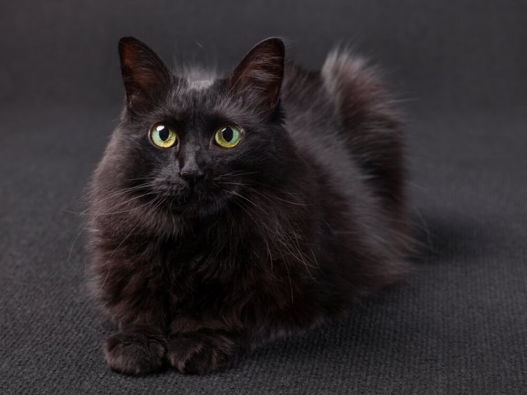 الأنجورا التركية Cat Care