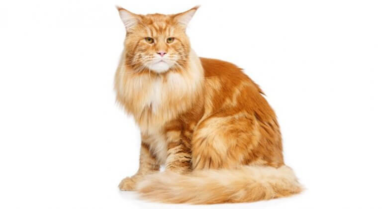 مين كون