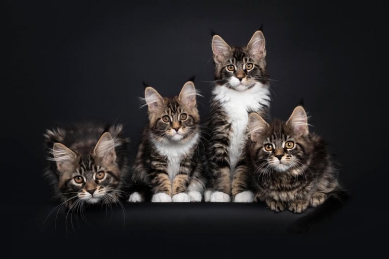مين كون Cat Care