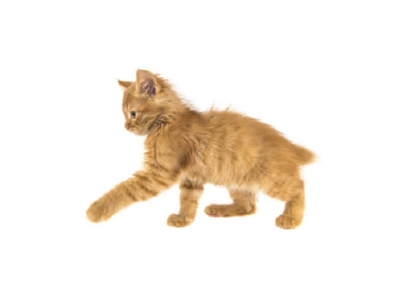 مانكس Cat Care