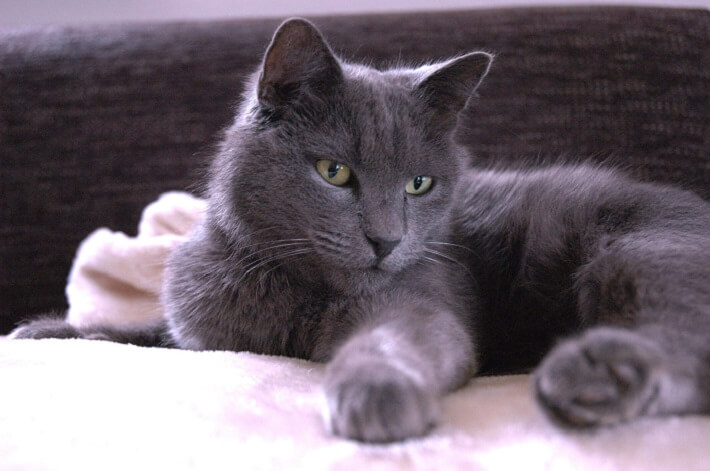 نيبيلونغ Cat Care