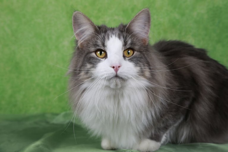 الغابة النرويجية Cat Care