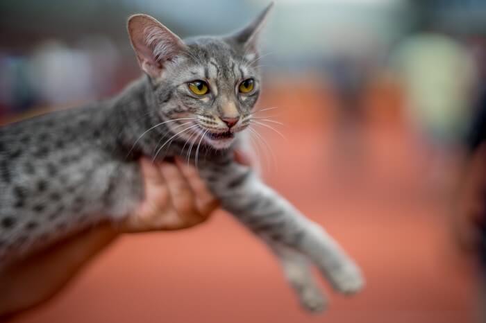 قط أوسيكات Cat Care