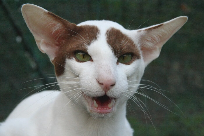 ثنائي الألوان الشرقي Cat Care