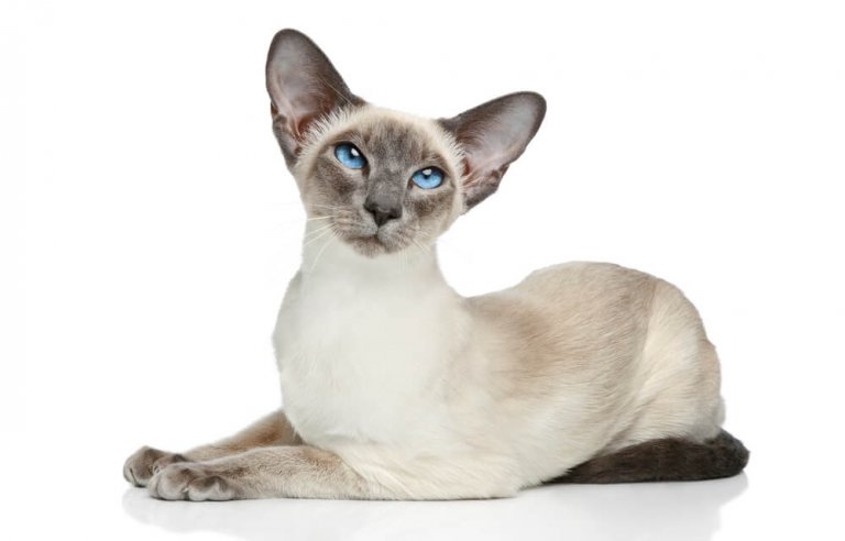 القط-السيامي Cat Care