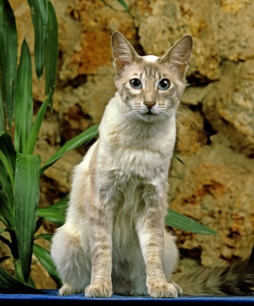 الشعر الطويل الشرقي Cat Care