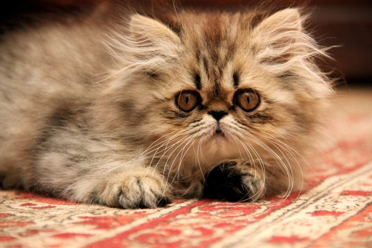 الفارسي Cat Care