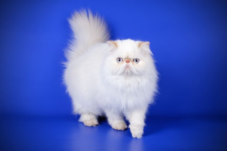 الهيمالايا Cat Care