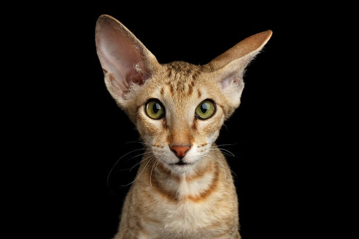 About the بيتربالد Cat