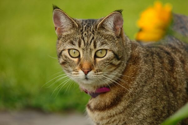 About the بيكسي بوب Cat