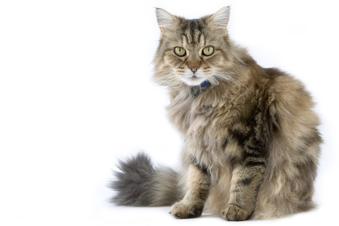 About the راجاموفين Cat