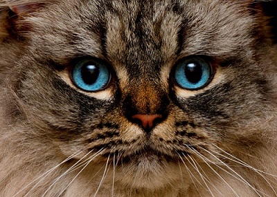 راجاموفين Cat Care
