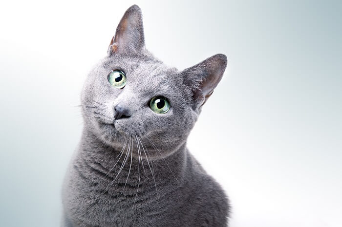 About the الأزرق الروسي Cat