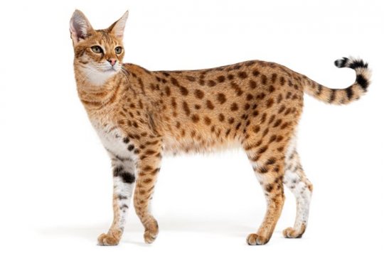 سافانا