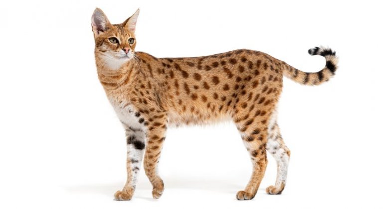 سافانا