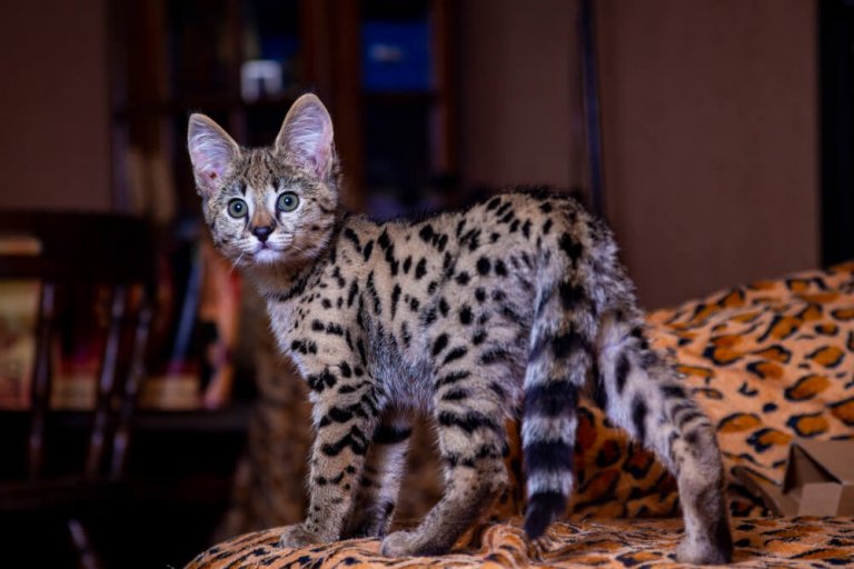 سافانا Cat Care