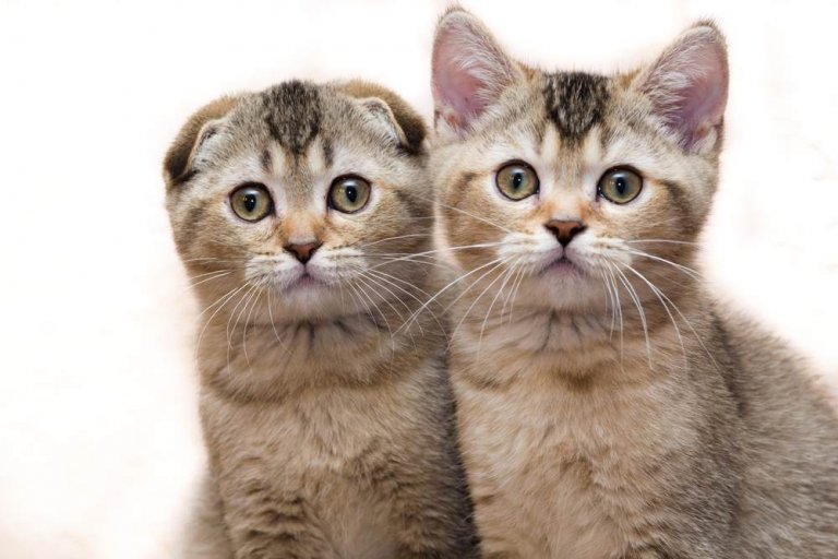 سكوتش فولد Cat Care