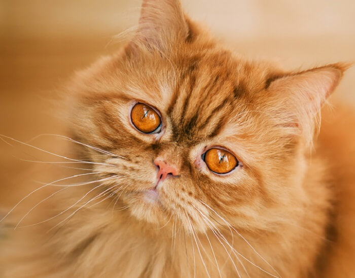 سيلكيرك ريكس Cat Care