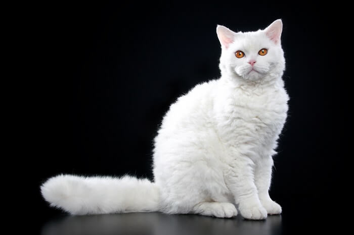 About the سيلكيرك ريكس Cat