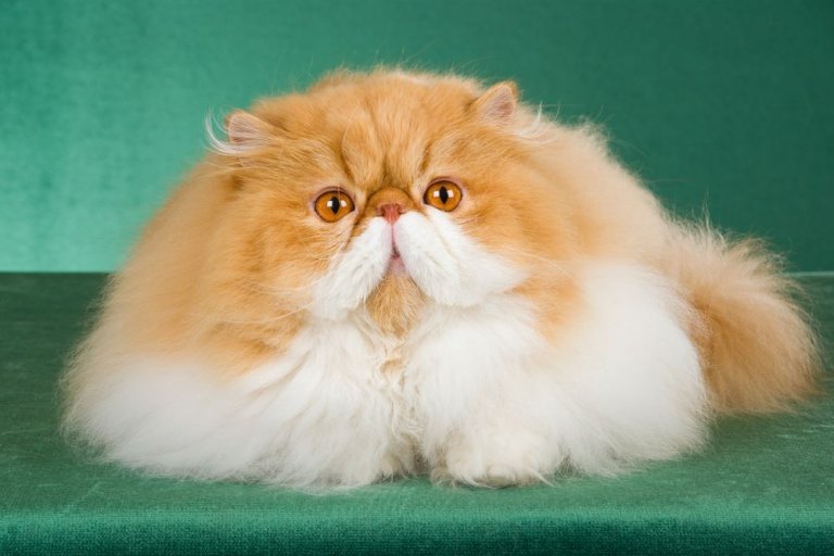 About the الفارسي Cat