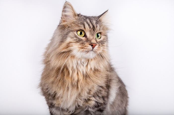 About the السيبيري Cat