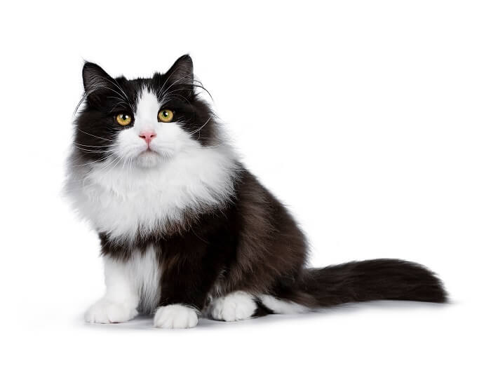 السيبيري Cat Care