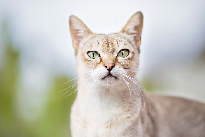 About the سينجابورا Cat