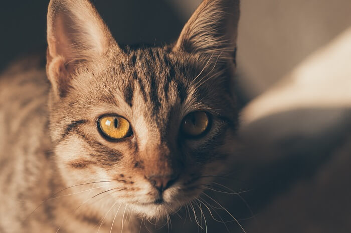 سوكوكي Cat Care