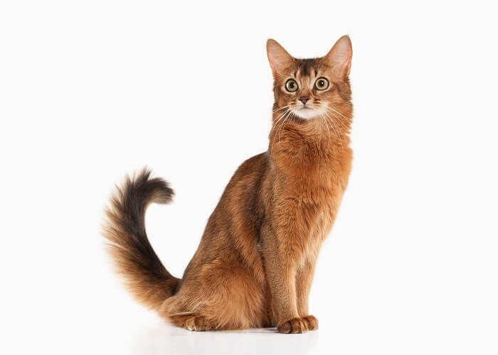 About the الصومالية Cat