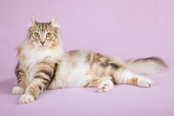 التجعيد الأمريكي Cat Care