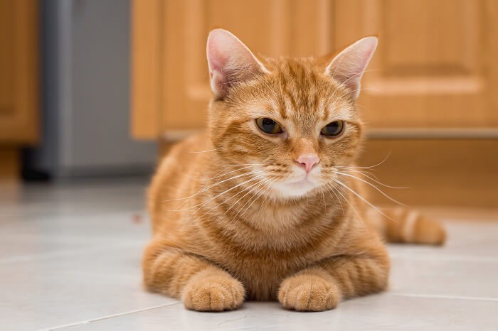 About the القط الأمريكي قصير الشعر Cat