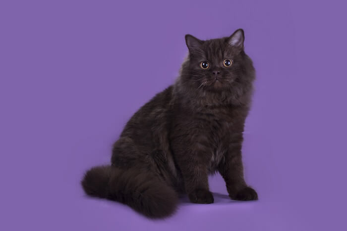 About the القط البريطاني ذو الشعر الطويل Cat