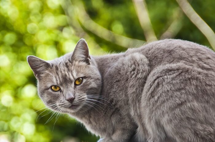 شارترو Cat Care
