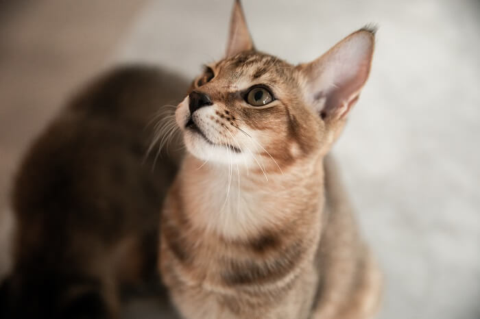 About the شوسي Cat