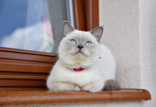 كولوربوينت شورتهاير Cat Care