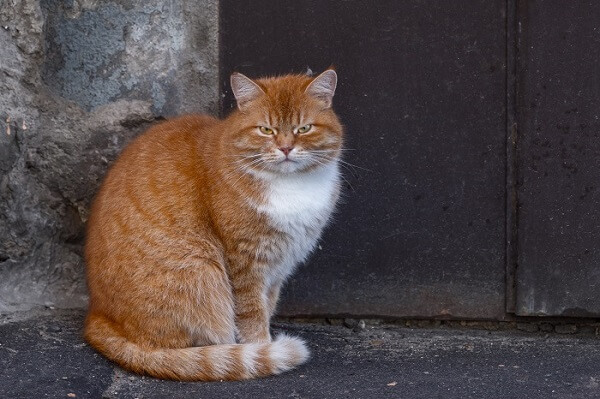 سيمريك Cat Care