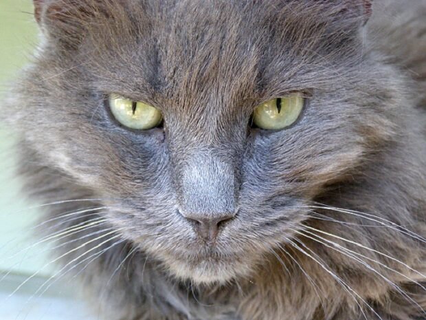 About the نيبيلونغ Cat