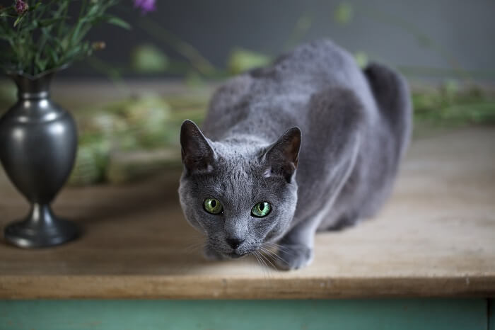 الأزرق الروسي Cat Care