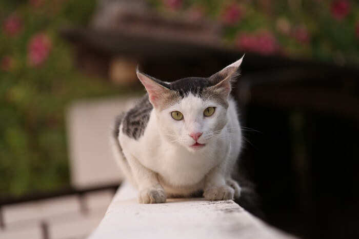  بحر ايجه Breed Image