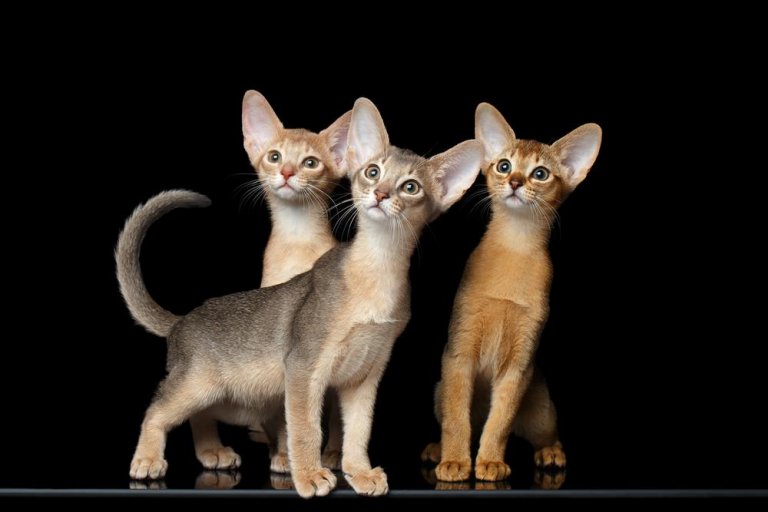 الأبيسيني Cat Care