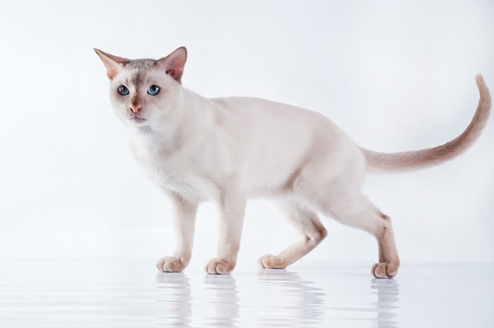 تونكينيزي Cat Care
